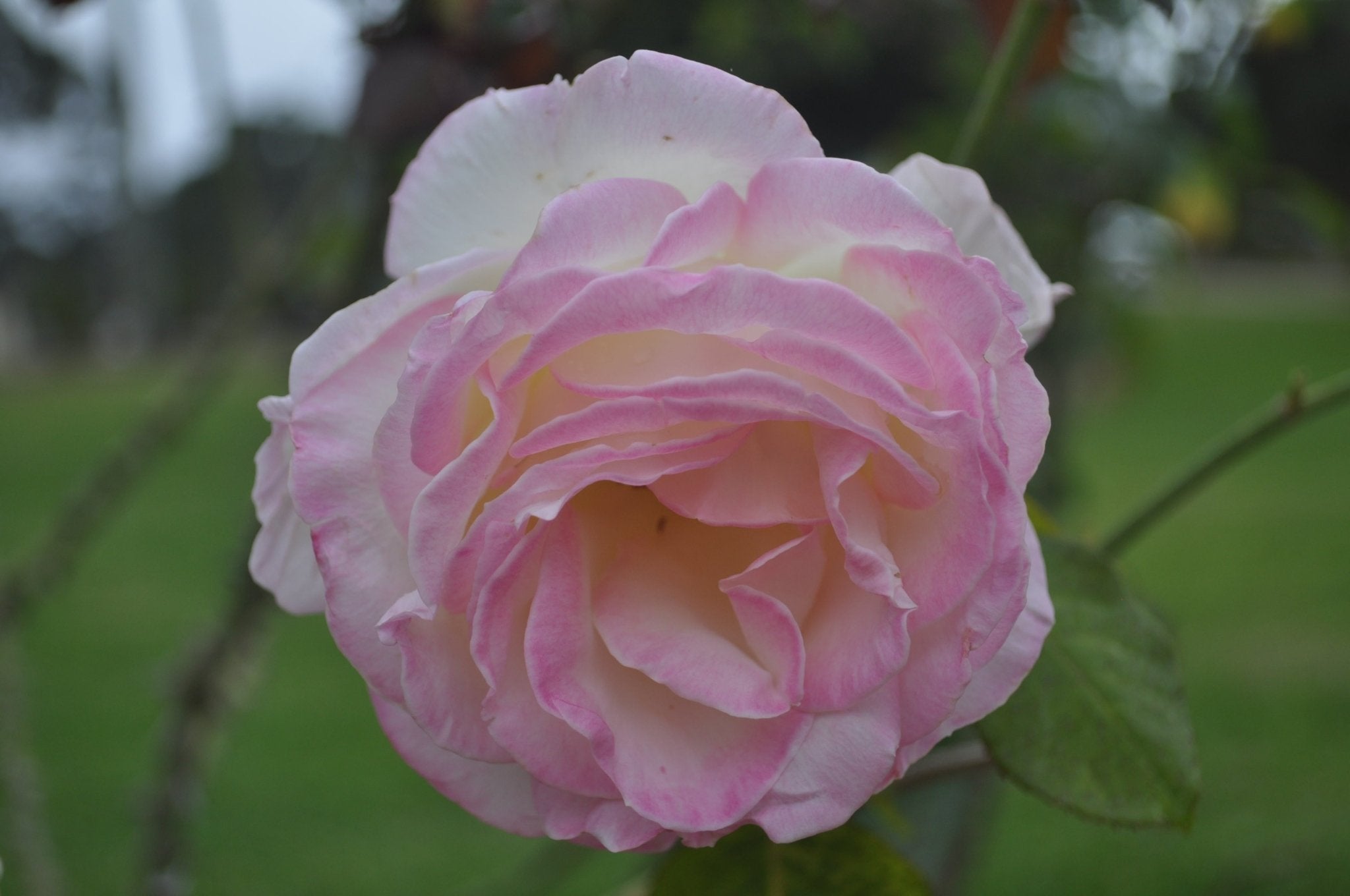 Sweet Pink Rose_ Digital Download.
